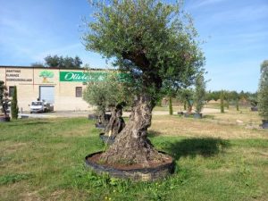 olivier provencial