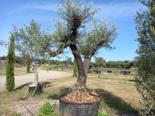 olivier provencial