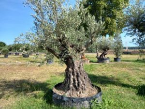 olivier pata