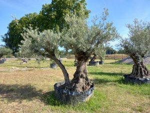 olivier pata deux troncs