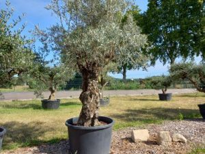 olivier pata