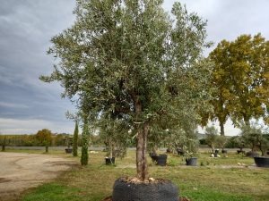 olivier européen