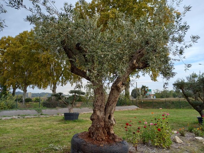 olivier europeen double tronc