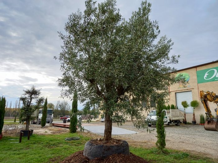 olivier européen
